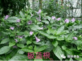 14種中草藥在水產養殖中的神奇應用，里面一定有您不清楚的